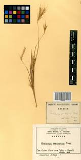 Image result for Andropogon pseudapricus