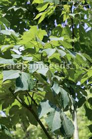 Image result for Firmiana