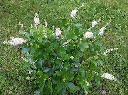 We did not find results for: Photo Of The Entire Plant Of Sweet Pepperbush Clethra Alnifolia Vanilla Spice Posted By Jlwilliams Garden Org