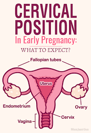 Cervical Position In Early Pregnancy What To Expect