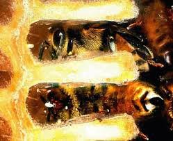 Check spelling or type a new query. Why Do Some Queen Bees Eat Their Worker Bee S Eggs Eurekalert Science News