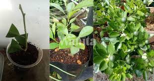 Limau kasturi juga sangat sesuai di tanam didalam pasu atau kawasan keliling rumah sebagai pokok hiasan yang kawalan rumpai dijalankan dngan cara manual atau racun rumpai. Cara Tanam Pokok Limau Kasturi Semai Keratan Batang Nanti Tunggu Petik Saja Mingguan Wanita