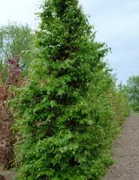 Image result for Fagus sylvatica Cockleshell