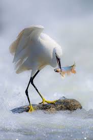 Sea Birds Of Cape Cod 