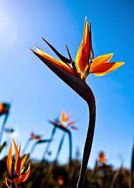 Xe tải mất lái chui gọn vào trong nhà dân. Y NghÄ©a Hoa Thien Ä'iá»ƒu Va Nhiá»u Ä'iá»u Cháº¯c Cháº¯n Báº¡n ChÆ°a Biáº¿t