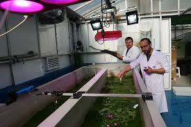 Librada Ramírez Fernández