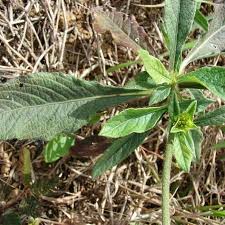 Image result for Elephantopus mollis