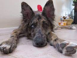 On the australian shepherd side, you have a loving, loyal, dedicated. German Shepherd Australian Shepherd Mix Australian Shepherd Mix German Shepherd Corgi Mix Australian Shepherd