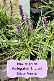 How To Prune Variegated Lilyturf Liriope Muscari Liriope Muscari Variegated Liriope Common Garden Plants