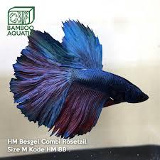 Cupang half moon adalah cupang yang ditentukan oleh jenis ekornya. Cupang Halfmoon Steel Blue Rosetail 8b Perlengkapan Hewan Makanan Hewan Di Carousell