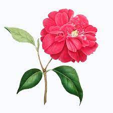Download Premium Vector Of Pink Camellia Rose Flower Vector 2090072 Rose Flower Camellia Flower Flower Illustration