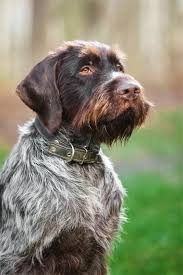 Sobaka Drathaar Ohotnichya Poroda Iz Germanii German Wirehaired Pointer Scruffy Dogs Bird Dog Training