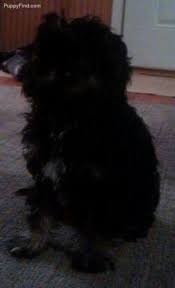 Read this article on finding reputable cavapoo breeders to help you orient in this (probably) new world for you. Cavapoo Pets And Animals For Sale Usa Page 4