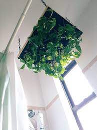 Diy Hanging Shower Planter Diy Hanging Hanging Plants Shower Plant