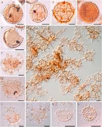 Image result for Oncocalyx bolusii