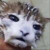 «so i said thats not a camel. That S When I Said That S Not A Camel That S My Wife That S When I Said That S Not A Camel That S My Wife Ifunny