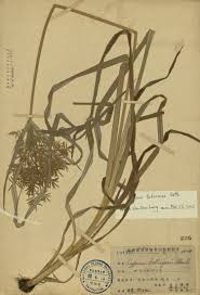 Image result for Cyperus zollingeri