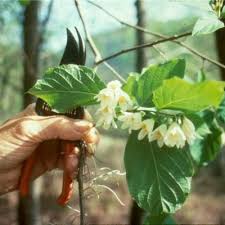 Image result for Nesogenaceae