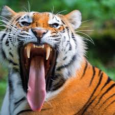 The tiger ( panthera tigris) is the largest living cat species and a member of the genus panthera. Tiger Totet Tierpflegerin Im Zoo Zurich Der Spiegel