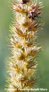 Image result for Cenchrus biflorus