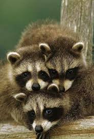 Racoons Cute Animals Animals Wild Animals