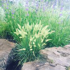 Image result for Koeleria