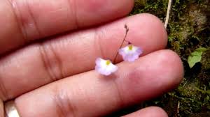 Image result for Utricularia striatula