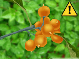 2 Best Ways To Identify Common Poisonous Berries In North