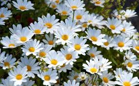 Daisy Flower Wallpaper Free Download Daisy Wallpaper Flower Wallpaper Laptop Wallpaper Desktop Wallpapers