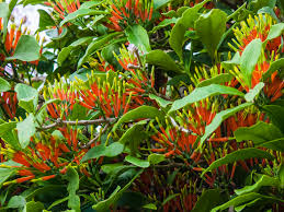 Image result for Dictyophleba