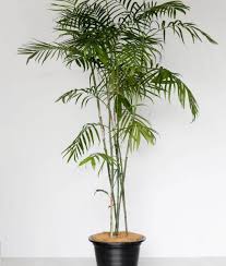 Bamboo Palm Indoor Plants Philippines Bamboo Palm Indoor Bamboo Palm Bamboo Garden