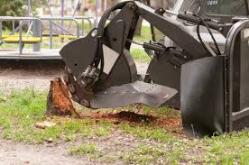 Instead of removing all of the exposed roots from the tree, you will need to limit the number of roots you cut to those roots that are exposed outside of the drip line. Stump Grinding Vs Removal Pros Cons Comparisons And Costs