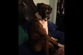 Tank S Boxers Puppies For Sale