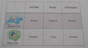 We did not find results for: Activity 2 What Do I Havedirections Differentiate And Describe The Animal And Plant Cell Based On Brainly Ph