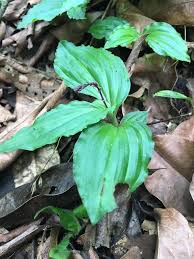 Image result for Malaxis prorepens