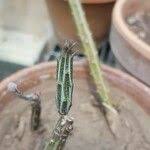 Image result for Kleinia abyssinica