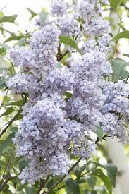 Blue Skies Lilac Flower Garden Plans Winter Garden Showy Flowers