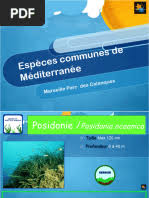 Image result for Leptonychia tokana