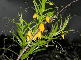 Image result for Littonia modesta