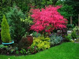 Japanese maple tree mature height. Pin On Japanese Maples