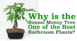 Some of the most reviewed products in bonsai trees are the brussel's bonsai green mound juniper bonsai (outdoor) with 431 reviews and the brussel's bonsai braided money tree (indoor) with 198 reviews. 3 Reasons Why The Bonsai Money Tree Makes A Great Bathroom Plant How To Care For It Trim It And Even Make Ne Best Bathroom Plants Money Trees Bathroom Plants