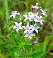 Image result for Pentanisia