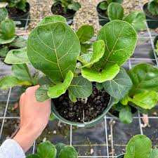 Image result for Ficus lyrata
