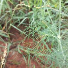 Image result for Cleome angustifolia
