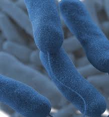 Legionnaires' disease is a serious type of pneumonia caused by legionella bacteria. Ysm Res Cloudinary Com Image Upload C Fill F Au