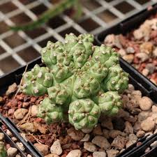 Image result for Euphorbia unicornis