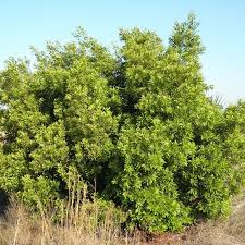 Image result for Myrica kandtiana