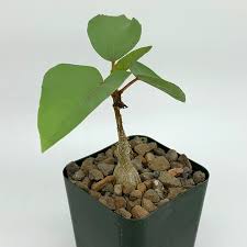 Image result for Ficus fischeri