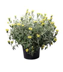 Image result for Phlomis fruticosa