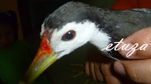 Melatih burung juga membantu membangun kewibawaan anda dan mencegah burung. Prrag Dia Yang Langgar